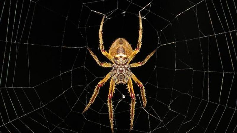 The new species, discovered by scientists from Instituto Butantan, Sao Paulo, all belong to the same Neotropical genus Ochyrocera. (Photo: Pixabay) The new species, discovered by scientists from Instituto Butantan, Sao Paulo, all belong to the same Neotropical genus Ochyrocera. (Photo: Pixabay)