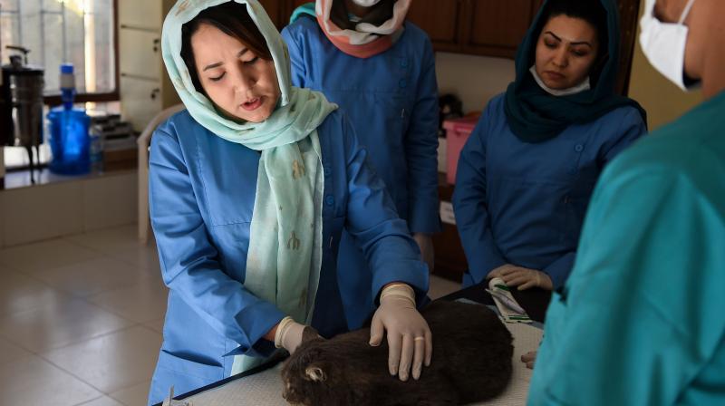 Head Veterinarian Tahera Rezai holds a cat during a check-up at the medical facility of the Kabul Small Animal Clinic in Kabul. AFP photo