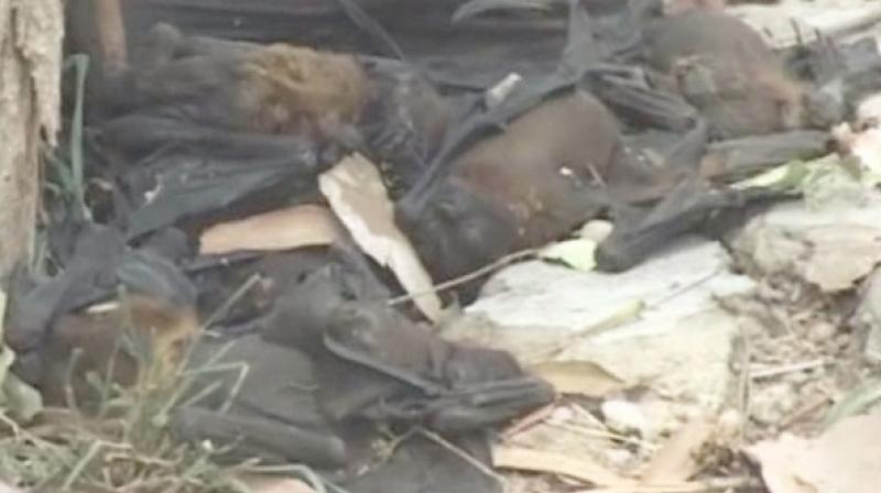 However, the officials denied rumours of fears of the virus as of now. (Photo: ANI/Twitter) However, the officials denied rumours of fears of the virus as of now. (Photo: ANI/Twitter)