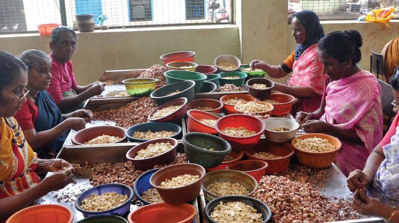 Cashew workers in a factory (file pic) Cashew workers in a factory (file pic)