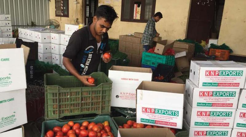 An employee sorts tomatoes to be exported to Qatar at KNP Exporting centre at Karipur. (Photo: DC) An employee sorts tomatoes to be exported to Qatar at KNP Exporting centre at Karipur. (Photo: DC)