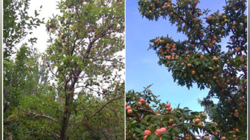 According to authorities, the plantations will not only help in protecting the environment but will also help marginal farmers increase their income. (Photo: ANI) According to authorities, the plantations will not only help in protecting the environment but will also help marginal farmers increase their income. (Photo: ANI)