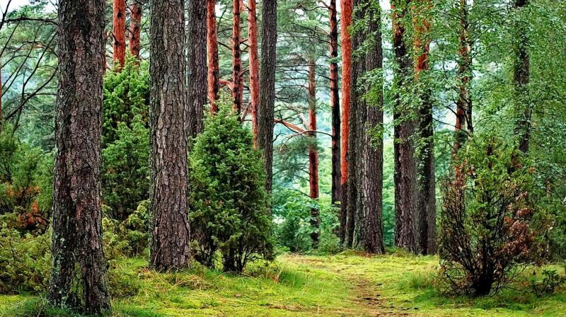 While this initial soil warming has benefitted Dahurian larch, further permafrost thaw could likely decrease tree growth and even cause the forest to decay, according to the authors. (Photo: Representational/Pexels) While this initial soil warming has benefitted Dahurian larch, further permafrost thaw could likely decrease tree growth and even cause the forest to decay, according to the authors. (Photo: Representational/Pexels)