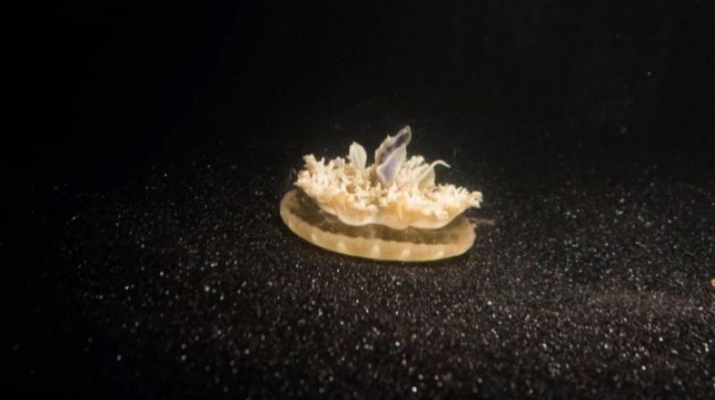 Researchers studied Cassiopea, a mostly stationary jellyfish native to mudflats, mangrove swamps, and other warm, shallow waters. (Photo: JanEaster.com) Researchers studied Cassiopea, a mostly stationary jellyfish native to mudflats, mangrove swamps, and other warm, shallow waters. (Photo: JanEaster.com)