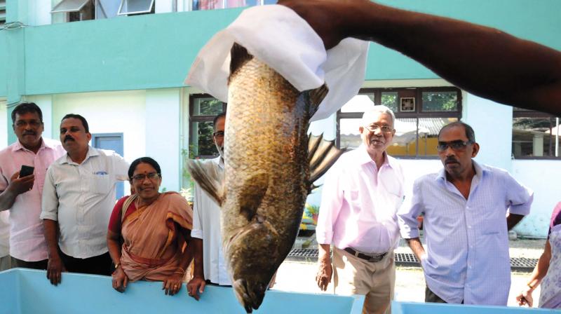 Sale of live fish in progress at the agri-aqua-food fest and exhibition held as part of the symposium of Societal Applications in Fisheries and Aquaculture using Remote Sensing Imagery organised by CMFRI in Kochi on Monday. (Photo: ARUN CHANDRABOSE) Sale of live fish in progress at the agri-aqua-food fest and exhibition held as part of the symposium of Societal Applications in Fisheries and Aquaculture using Remote Sensing Imagery organised by CMFRI in Kochi on Monday. (Photo: ARUN CHANDRABOSE)