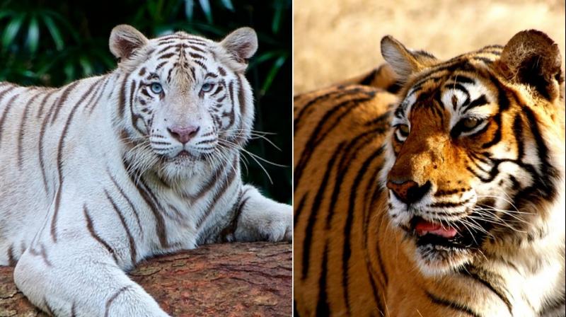 Delhi Zoo 'marries' white tigress to Royal Bengal tiger hoping they produce an offspring. (Photo: Pixabay) Delhi Zoo 'marries' white tigress to Royal Bengal tiger hoping they produce an offspring. (Photo: Pixabay)