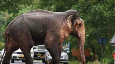 Owner Records For 32 Elephants Only