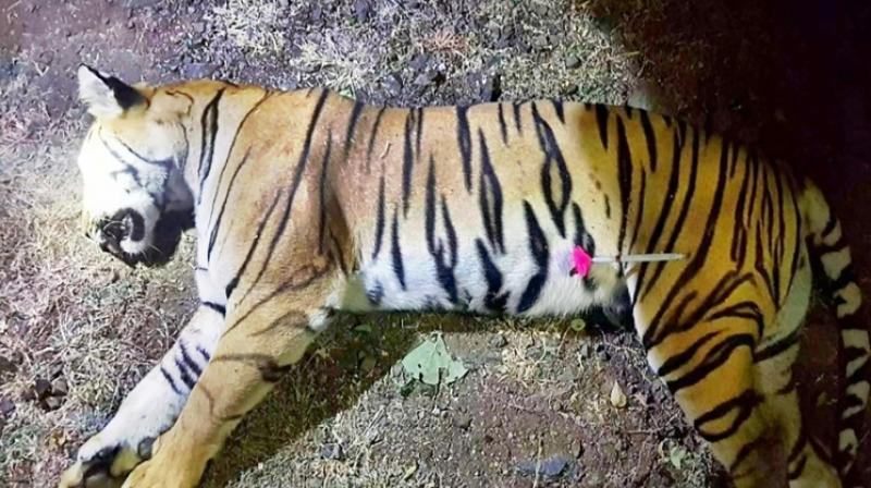 Tigeress Avni was shot dead by Asghar Ali Khan, the son of India's most famous hunter Nawab Shafath Ali Khan. (Photo: File | AFP) Tigeress Avni was shot dead by Asghar Ali Khan, the son of India's most famous hunter Nawab Shafath Ali Khan. (Photo: File | AFP)
