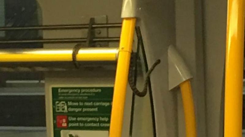 The snake was a non-venomous one (Photo: Twitter) The snake was a non-venomous one (Photo: Twitter)