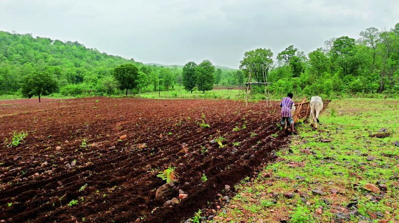 A farmer ploughs his field in Dharmajipet in Utnoor mandal on Wednesday. —DC A farmer ploughs his field in Dharmajipet in Utnoor mandal on Wednesday. —DC
