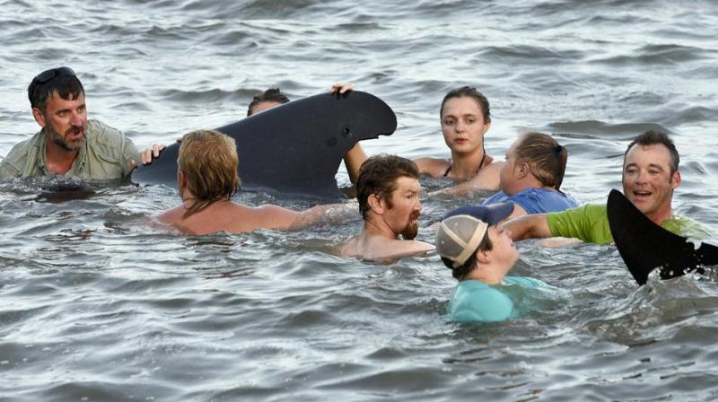 Dozens of beachgoers and lifeguards battled to help a pod of pilot whales back into deeper waters after coming too close to the shore of the US state of Georgia earlier this week, although authorities said that three of the animals had died. (Photo: AP) Dozens of beachgoers and lifeguards battled to help a pod of pilot whales back into deeper waters after coming too close to the shore of the US state of Georgia earlier this week, although authorities said that three of the animals had died. (Photo: AP)