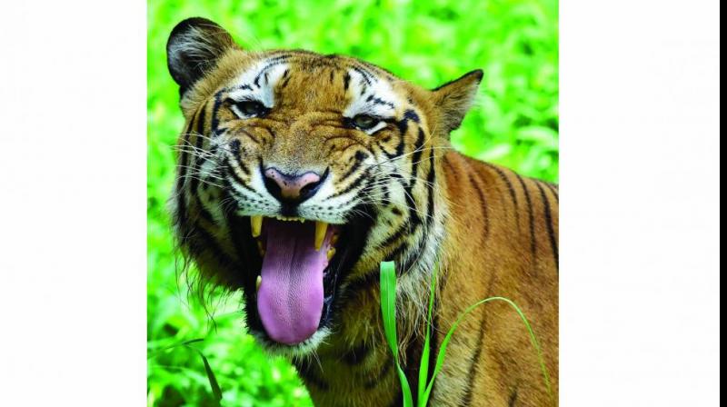 The territorial tiger needs very large spaces, which is why it invariably became a victim in ever rising man-tiger conflicts. (Photo: PTI) The territorial tiger needs very large spaces, which is why it invariably became a victim in ever rising man-tiger conflicts. (Photo: PTI)