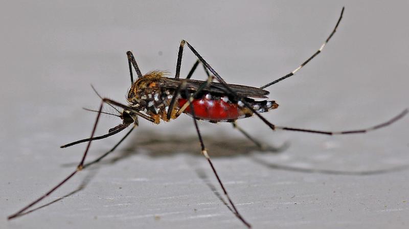 During the monsoon season, people are going to face the dual problem of dengue and Zika. During the monsoon season, people are going to face the dual problem of dengue and Zika.