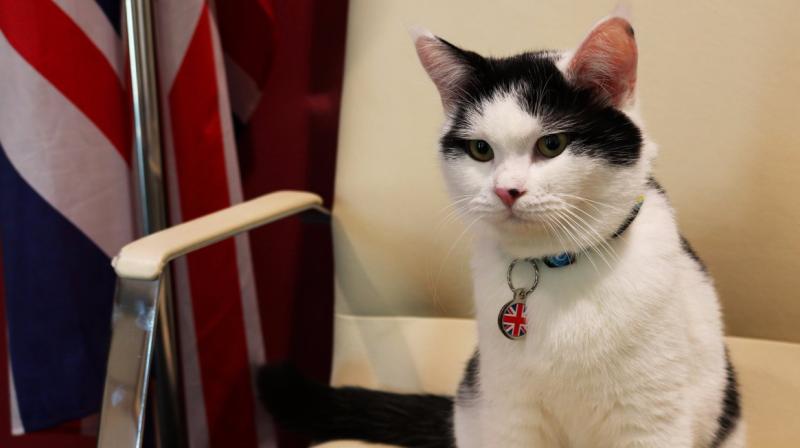 "Lawrence of Abdoun" is a fluffy black-and-white tom who, according to his Twitter, reports directly to the Foreign Office’s Palmerston. (Photo: Twitter/LawrenceDipCat) "Lawrence of Abdoun" is a fluffy black-and-white tom who, according to his Twitter, reports directly to the Foreign Office’s Palmerston. (Photo: Twitter/LawrenceDipCat)