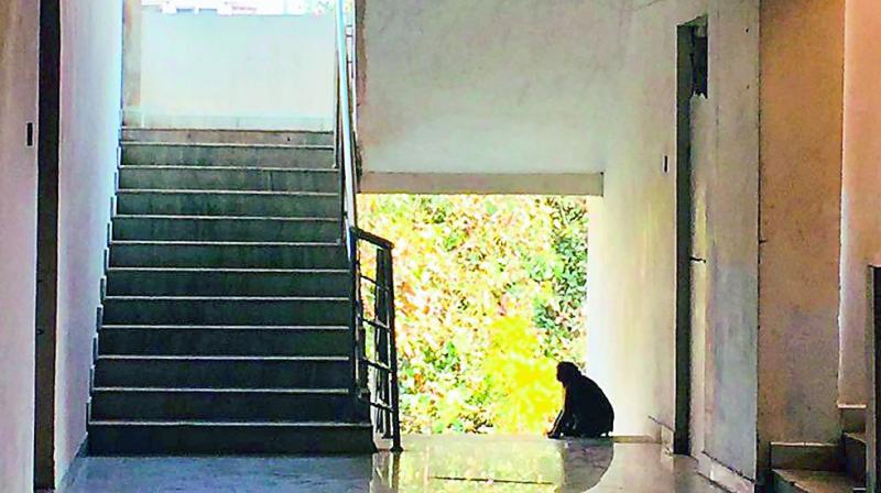 A monkey sits outside one of the hostels in EFLU A monkey sits outside one of the hostels in EFLU
