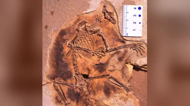 A fossil of a gliding mammaliaform Maiopatagium furculiferum, type specimen is shown in this undated handout photo from the Beijing Museum of Natural History. Courtesy of Zhe-Xi Luo/UChicago/Handout via REUTERS A fossil of a gliding mammaliaform Maiopatagium furculiferum, type specimen is shown in this undated handout photo from the Beijing Museum of Natural History. Courtesy of Zhe-Xi Luo/UChicago/Handout via REUTERS