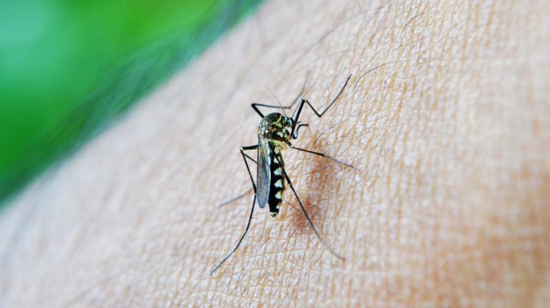 As temperatures increase with climate change, infectious mosquitoes in areas surrounding mountains, for example, may be able to transmit the parasite higher up the mountains than they have in the past. (Photo: Representational/Pixabay) As temperatures increase with climate change, infectious mosquitoes in areas surrounding mountains, for example, may be able to transmit the parasite higher up the mountains than they have in the past. (Photo: Representational/Pixabay)