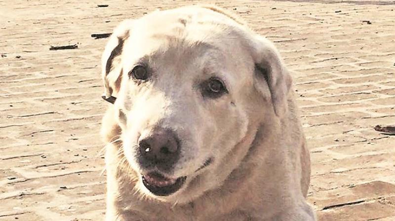 The Mohali police have been benefiting from Dhoni’s services ever since he was three-years-old, with the labrador assisting them in many security operations. (Photo: Indian Express) 