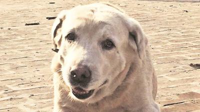 The Mohali police have been benefiting from Dhoni’s services ever since he was three-years-old, with the labrador assisting them in many security operations. (Photo: Indian Express) The Mohali police have been benefiting from Dhoni’s services ever since he was three-years-old, with the labrador assisting them in many security operations. (Photo: Indian Express)