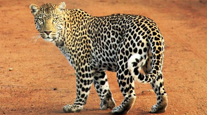 Enjoy all the wonders the jungle has to offer without disturbing the ecosystem of the animals. (Photo: Representational/Pixabay) Enjoy all the wonders the jungle has to offer without disturbing the ecosystem of the animals. (Photo: Representational/Pixabay)