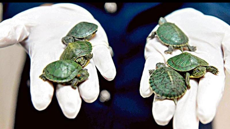 Red-eared terrapins – also known as red-eared sliders – are popular pets and can be found in many shops around the world. (Photo: AFP) Red-eared terrapins – also known as red-eared sliders – are popular pets and can be found in many shops around the world. (Photo: AFP)