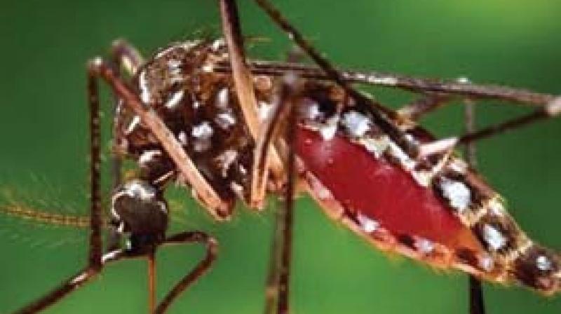 People should be alert against H1N1, leptospirosis and diahrroea as well and seek treatment in the nearby hospital if fever and symptoms of fever persists. People should be alert against H1N1, leptospirosis and diahrroea as well and seek treatment in the nearby hospital if fever and symptoms of fever persists.