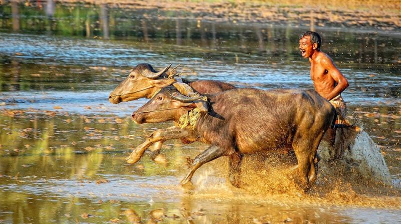 The charges also include beating animals with nail studded sticks to force them run faster. (Photo: Pixabay) The charges also include beating animals with nail studded sticks to force them run faster. (Photo: Pixabay)