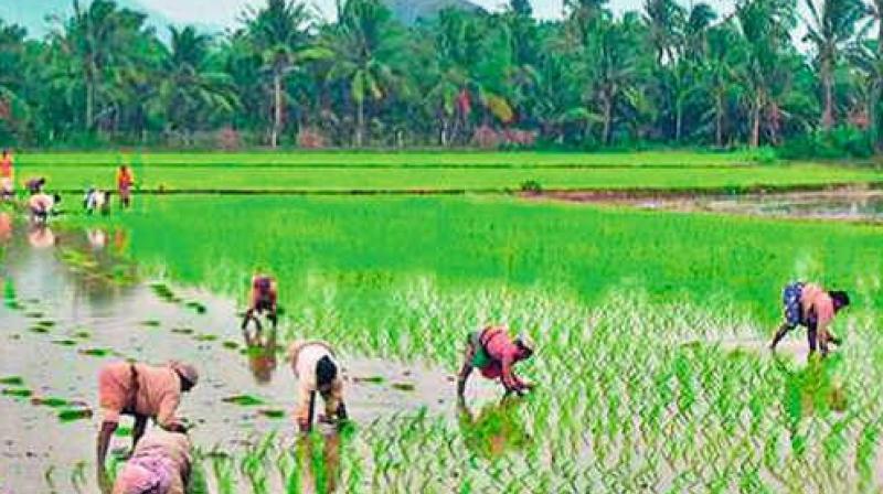 High Court had earlier ordered the authorities not to dispossess the farmers from their 241 acres till further orders. (Representational Image) High Court had earlier ordered the authorities not to dispossess the farmers from their 241 acres till further orders. (Representational Image)