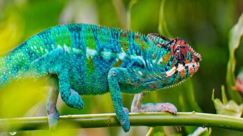 Inspired by this observation, the researchers patterned arrays of photonic crystals in a hydrogel and then embedded these arrays in a second, non-colour-changing hydrogel. (Photo: ANI)