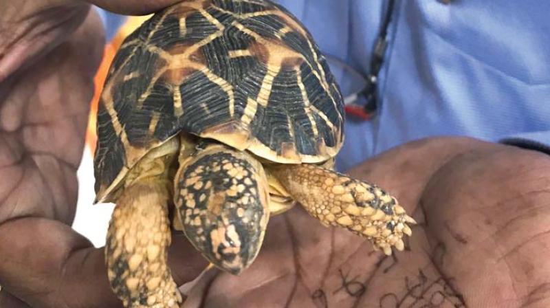 One of the tortoises seized by the DRI in Bengaluru on Sunday (Photo: DC) One of the tortoises seized by the DRI in Bengaluru on Sunday (Photo: DC)