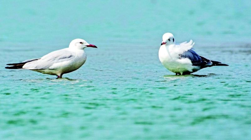 Slender Billed Gulls photographed by Manoj Kumar. Slender Billed Gulls photographed by Manoj Kumar.