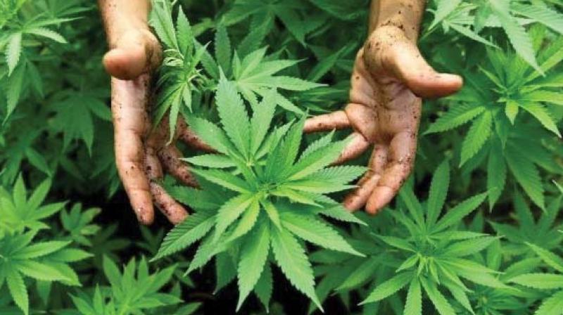 The police found out that, Raju is been doing the drug peddling business in the city for several years. The police found out that, Raju is been doing the drug peddling business in the city for several years.