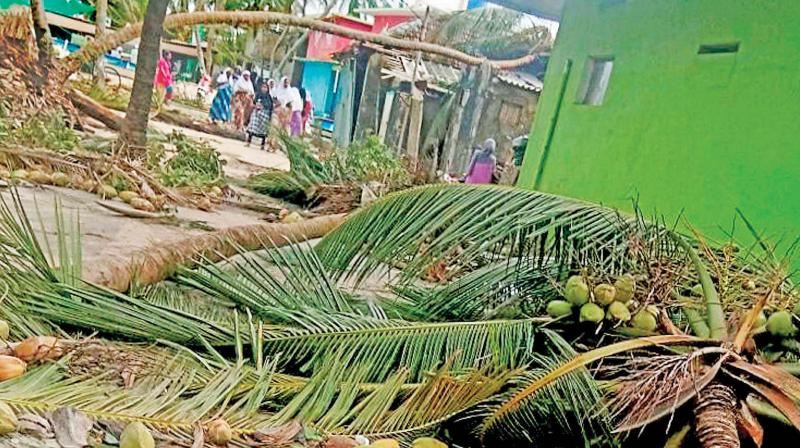 Uprooted trees following Cyclone Ockhi in Lakshadweep on Sunday. (Photo AP) Uprooted trees following Cyclone Ockhi in Lakshadweep on Sunday. (Photo AP)