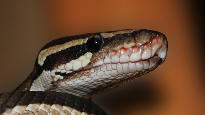 A Pune-based wildlife rescuer tipped off forest authorities about the incident in Aamby Valley City, Mulsi before they found the dead snake. (Photo: Pixabay) A Pune-based wildlife rescuer tipped off forest authorities about the incident in Aamby Valley City, Mulsi before they found the dead snake. (Photo: Pixabay)