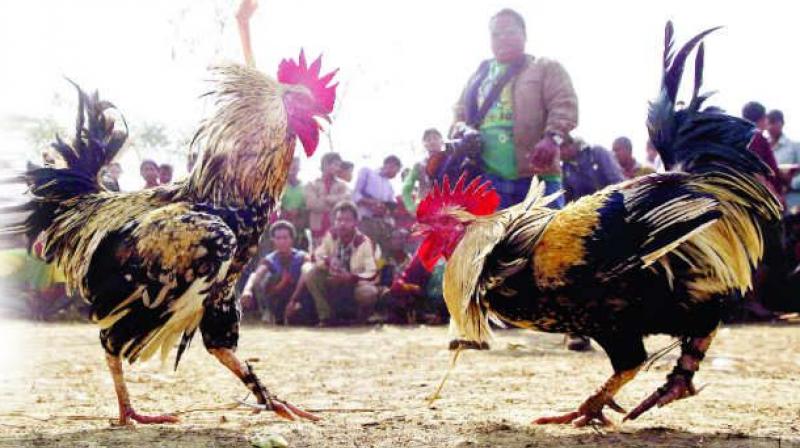 Chittoor district SP S.V. Rajashekar Babu warns the organisers of Cockfights and Jelli Kattu. He has instructed all the police stations to dismiss the arrangements of these banned games. Chittoor district SP S.V. Rajashekar Babu warns the organisers of Cockfights and Jelli Kattu. He has instructed all the police stations to dismiss the arrangements of these banned games.