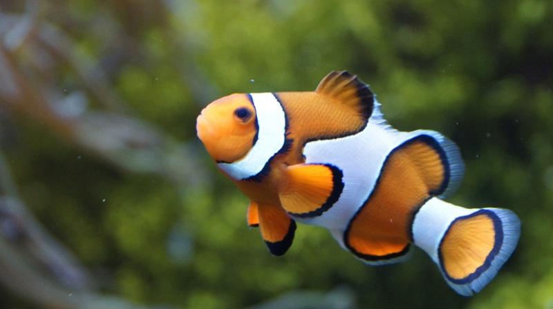 Researchers find Nemo's genetic code. (Photo: Pixabay) Researchers find Nemo's genetic code. (Photo: Pixabay)