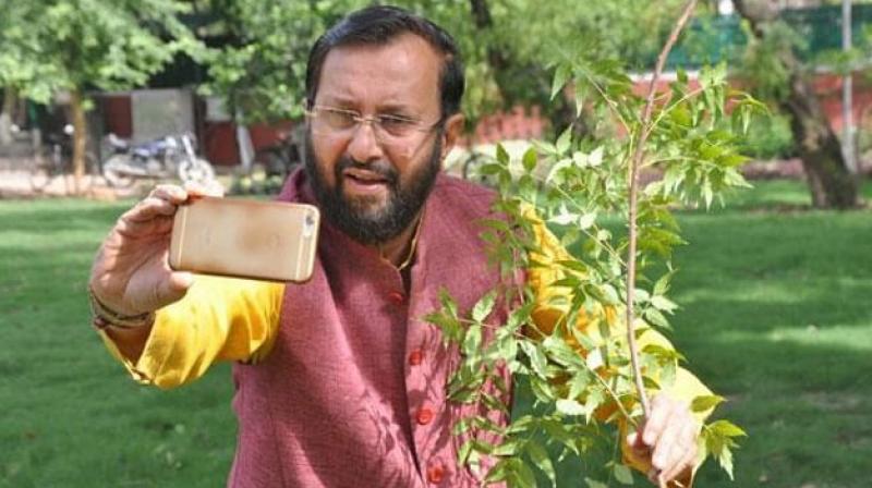 In a photo tweeted by Abhinav Billaiya, an expert with the National Agriculture Market (eNAM), Javadekar was posing beside a sapling with a cellphone in hand, trying to take a selfie. (Photo: Abhinav Billaiya | Twitter) In a photo tweeted by Abhinav Billaiya, an expert with the National Agriculture Market (eNAM), Javadekar was posing beside a sapling with a cellphone in hand, trying to take a selfie. (Photo: Abhinav Billaiya | Twitter)