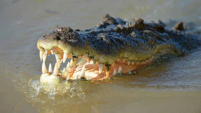 Crocodiles are common in Australia’s north where numbers have increased since the introduction of protection laws in 1971. (Photo: Pixabay) Crocodiles are common in Australia’s north where numbers have increased since the introduction of protection laws in 1971. (Photo: Pixabay)