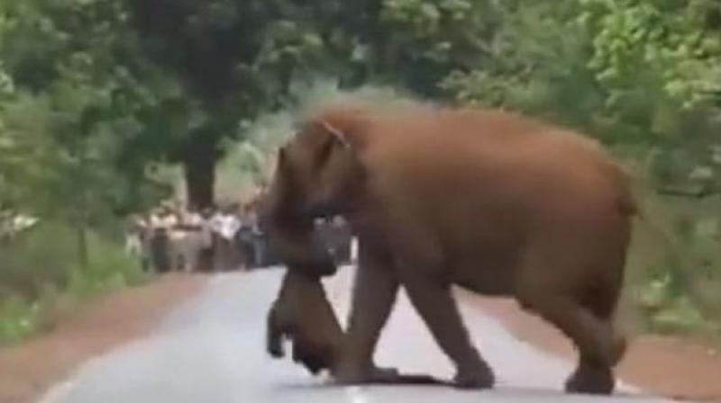 In the video, with another elephant, the rest of the herd emerges – bulls, cows and calves – and cluster around the body. (Photo: Screengrab) In the video, with another elephant, the rest of the herd emerges – bulls, cows and calves – and cluster around the body. (Photo: Screengrab)