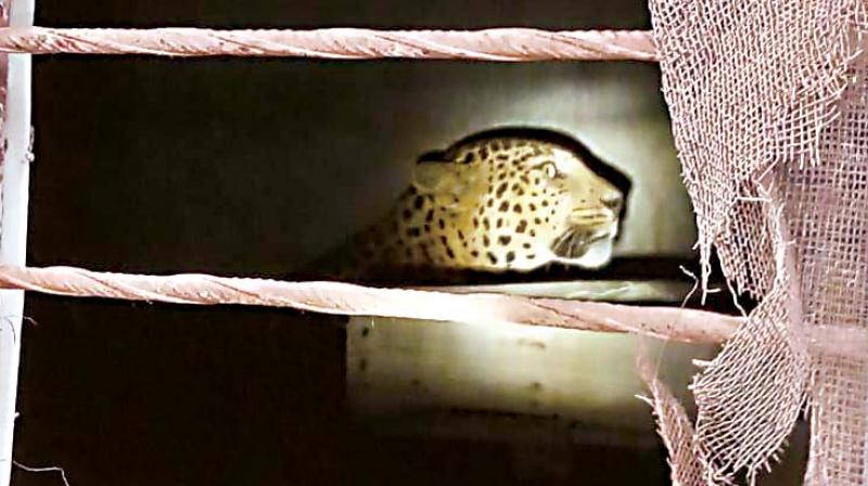 The leopard that strayed into Bellikothanur in Kanakapura Rural on Saturday morning (Image: DC) The leopard that strayed into Bellikothanur in Kanakapura Rural on Saturday morning (Image: DC)