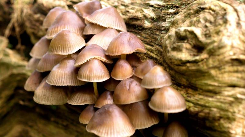 Candida albicans is the most abundant fungus in the oral microbiome and relies heavily on saliva as a source for essential elements. (Photo: Representational/Pexels) Candida albicans is the most abundant fungus in the oral microbiome and relies heavily on saliva as a source for essential elements. (Photo: Representational/Pexels)