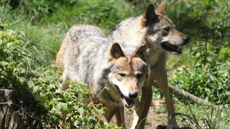 The state is currently funding protection measures in predation zones (electrified parks, dogs, guarding by shepherds). (Photo: AFP) The state is currently funding protection measures in predation zones (electrified parks, dogs, guarding by shepherds). (Photo: AFP)