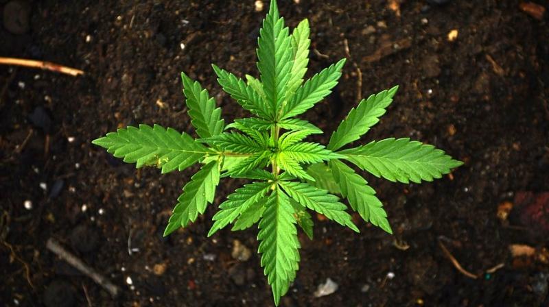 The study has found that smoking marijuana more than once a week was associated with a 29 per cent reduction in sperm count. (Photo: Representational/Pixabay) The study has found that smoking marijuana more than once a week was associated with a 29 per cent reduction in sperm count. (Photo: Representational/Pixabay)
