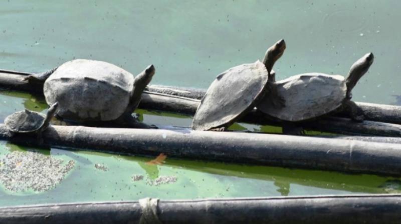 The Good Earth conservation group has teamed up with the temple authorities in a turtle breeding programme.(Photo: AFP) The Good Earth conservation group has teamed up with the temple authorities in a turtle breeding programme.(Photo: AFP)