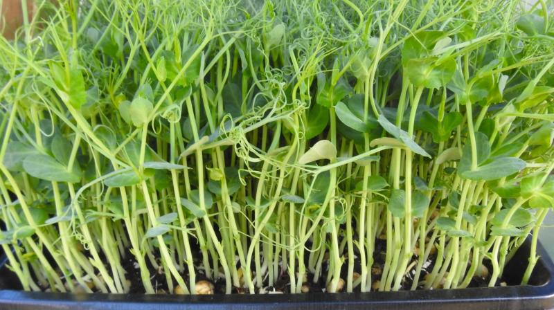 Microgreens are usually slightly larger than sprouts, are grown in soil rather than water for more taste and nutrient quality and notably are already producing their first growth of tiny leaves that sprouts don’t yet have. (Photo: AP) Microgreens are usually slightly larger than sprouts, are grown in soil rather than water for more taste and nutrient quality and notably are already producing their first growth of tiny leaves that sprouts don’t yet have. (Photo: AP)
