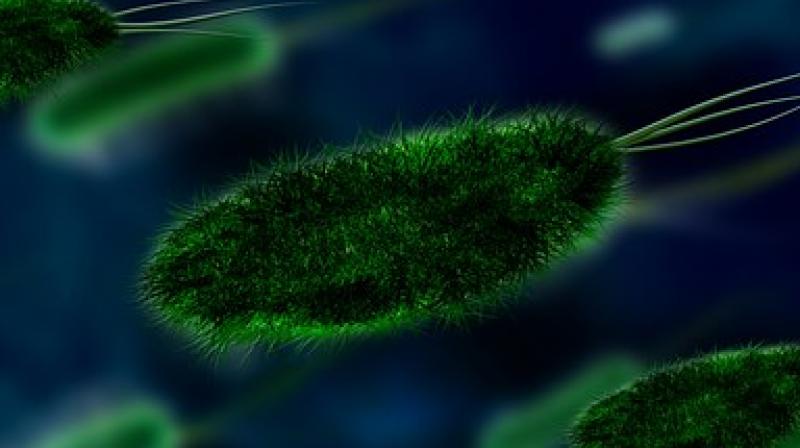 This microbial interference may not be limited to L-dopa and Parkinson's disease. (Photo: Representational/Pixabay) This microbial interference may not be limited to L-dopa and Parkinson's disease. (Photo: Representational/Pixabay)