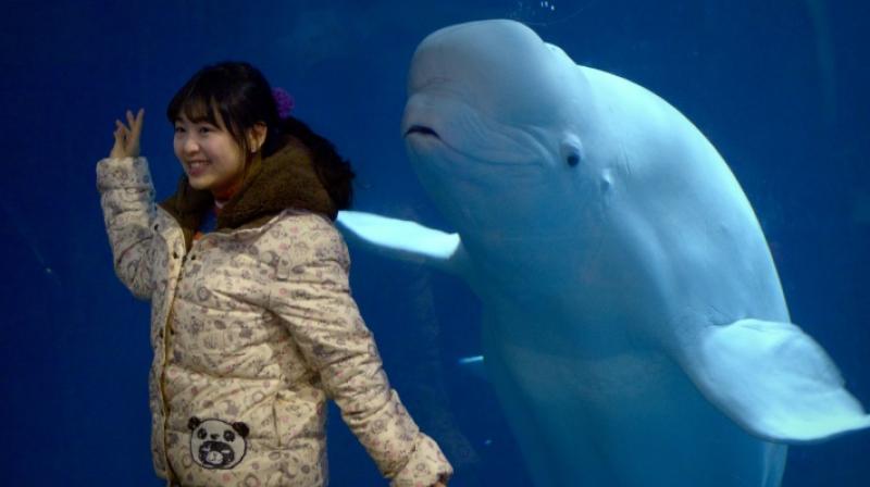 More than 3,000 whales and dolphins are kept in captivity and it is hoped that up to eight other belugas could join Little White and Little Grey in the future. (Photo: AFP) More than 3,000 whales and dolphins are kept in captivity and it is hoped that up to eight other belugas could join Little White and Little Grey in the future. (Photo: AFP)