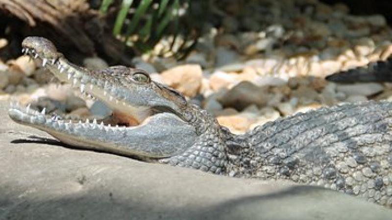 Freshwater species were not affected by sea level but some couldn't survive the rapid decline in temperatures of the late Eocene and became extinct. (Photo: Representational/Pixabay) Freshwater species were not affected by sea level but some couldn't survive the rapid decline in temperatures of the late Eocene and became extinct. (Photo: Representational/Pixabay)