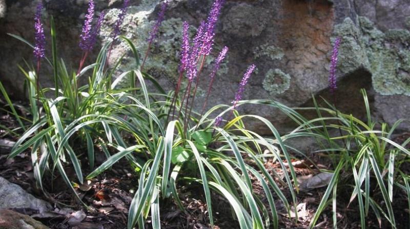 Plants like conifers, boxwoods, grasses, laurels, hollies, ferns, rhododendrons, drimys, aralia, green-leafed Japanese maples are some of our best sellers. (Photo: AP) Plants like conifers, boxwoods, grasses, laurels, hollies, ferns, rhododendrons, drimys, aralia, green-leafed Japanese maples are some of our best sellers. (Photo: AP)