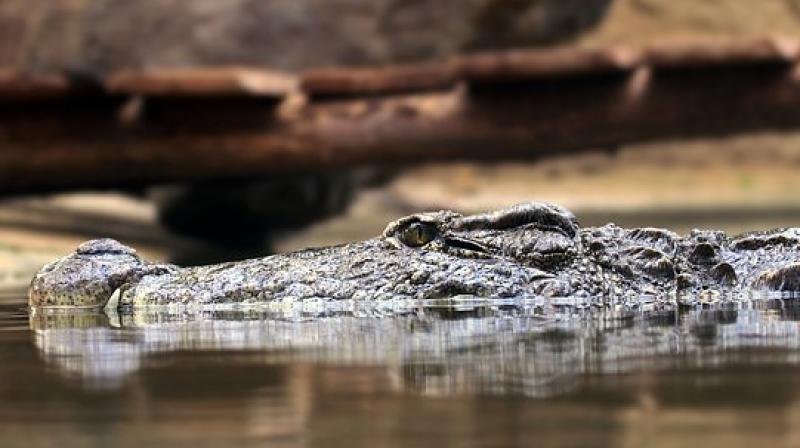 Melstrom initially believed an absence of mammals led them toward herbivory, but he found that some of the species lived alongside mammals and proto-mammals while others did not. (Photo: Representational/Pixabay) Melstrom initially believed an absence of mammals led them toward herbivory, but he found that some of the species lived alongside mammals and proto-mammals while others did not. (Photo: Representational/Pixabay)